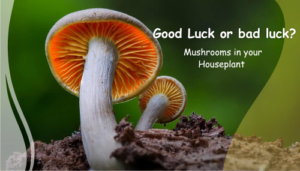 good luck mushrooms in houseplant
