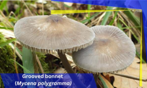 the gray mushroom Grooved bonnet (Mycena polygramma)