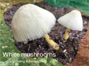 White mushrooms growing in houseplant