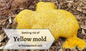 yellow mold is growing in houseplant soil