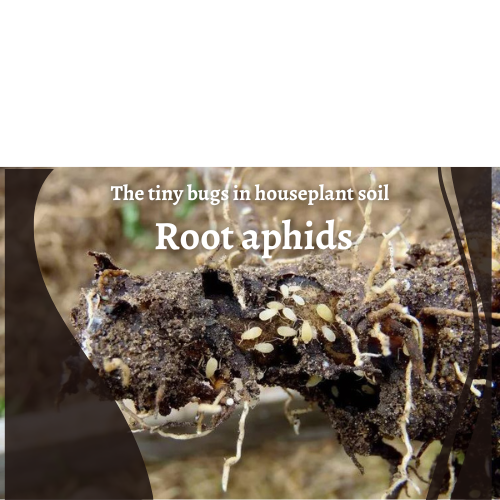 Root aphids in houseplant soil