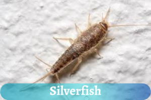 silverfish in house plant