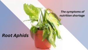 the symptom of root aphids in houseplant soil