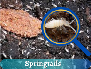 tiny springtails in soil