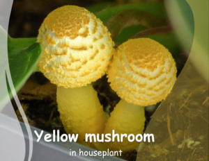 yellow mushrooms in houseplants