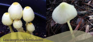 Identifying the white mushroom growing in your houseplants