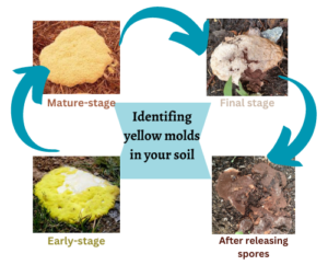 An infographic about Identifying yellow molds in your houseplant soil