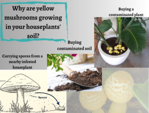 an infographic about Why yellow mushrooms are growing in your houseplants' soil.