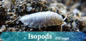 tiny isopods in soil