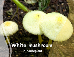 White mushroom in houseplant