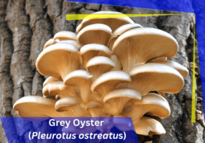 Grey Oyster (Pleurotus ostreatus)