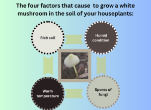 An infographic about the four essential factors for growing mushrooms in the soil