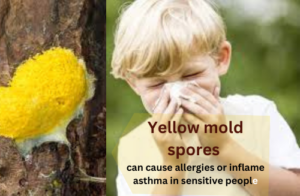 dangerous of growing yellow mold in houseplant.