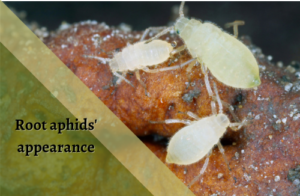 aphids' appearance on root