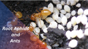 Ants help root aphids and protect their eggs. 