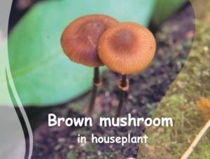 Brown mushroom in houseplant