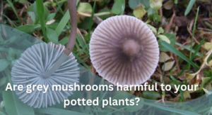 gray mushrooms are not harmful for plants
