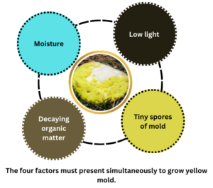 An infographic about the four necessary factors to growth yellow mold in houseplant soil.