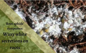 Waxy white secretions on roots: Aphid symptoms