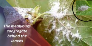 Mealybugs on plants