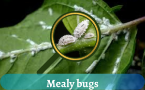 Tiny mealybugs on houseplants