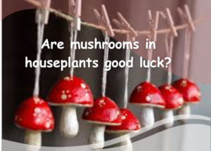 Are Mushrooms in your Houseplant Good Luck?