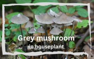 Grey mushrooms in houseplants