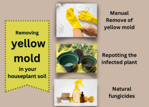 an infographic about removing yellow mold in your house plant soil
