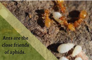 Presence of ants around the roots to help aphids