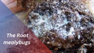 root mealybugs: tiny bugs in houseplant soil