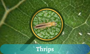 tiny Thrips in houseplants