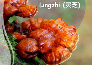 Lingzhi (灵芝): good luck mushroom