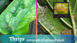 Thrips symptoms in houseplants