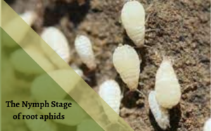 The Nymph Stage of aphids on root