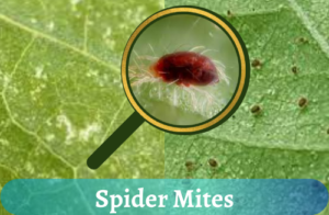 spider mites in houseplants