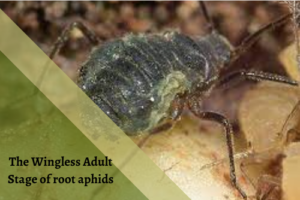 The Wingless Adult Stage of root aphids