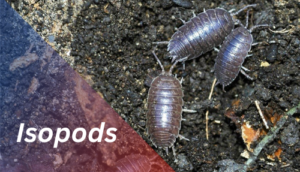 Isopods (pill bugs) in your houseplant’s soil