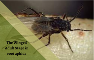 The Winged Adult aphids in root
