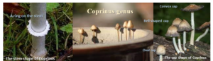 brown mushrooms (Coprinus genus) grow in houseplants' appearance.