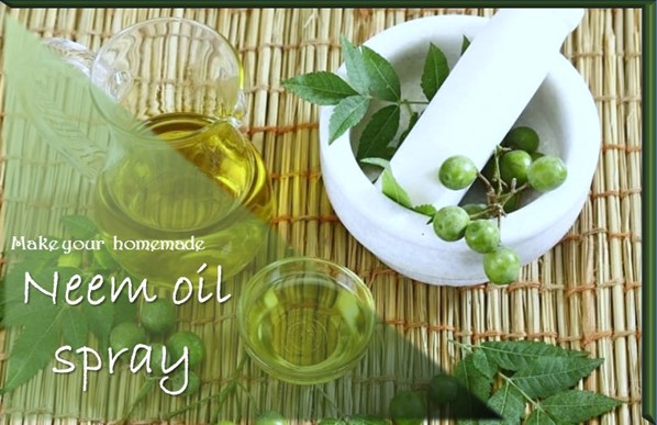how often to use homemade neem oil spray 