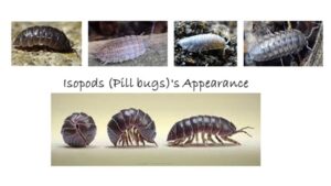 Isopods' appearance