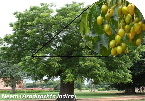 Neem tree (Azadirachta indica), its fruit and leaves