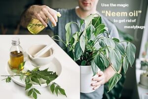 making Neem oil spray to get rid of mealybugs naturally.