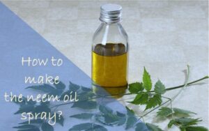 making neem oil spray for indoor plants
