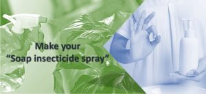 Soap insecticide spray to get rid of mealybugs naturally on houseplants.