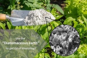 Using the “Diatomaceous earth” (DE) to get rid of mealybugs naturally.