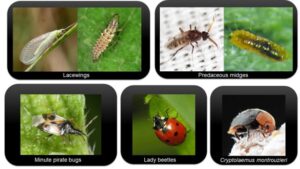 Picture of 5 Predator insects that help us to get rid of mealybugs naturally in houseplants.