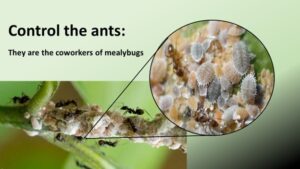 Control the ants to get rid of mealybugs naturally.