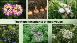 the 6 Repellent plants to get rid of mealybugs naturally.