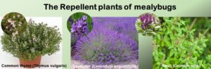 The 3 Repellent plants to get rid of mealybugs naturally.